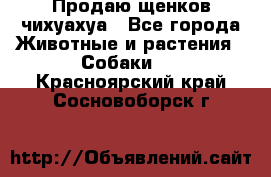 Продаю щенков чихуахуа - Все города Животные и растения » Собаки   . Красноярский край,Сосновоборск г.